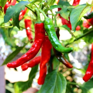 Anaheim Chili Pepper Seeds - Heirloom Mild Variety - Non-GMO - 30 Seeds for Roasting - Image 8