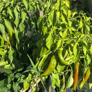 Anaheim Chili Pepper Seeds - Heirloom Mild Variety - Non-GMO - 30 Seeds for Roasting - Image 9