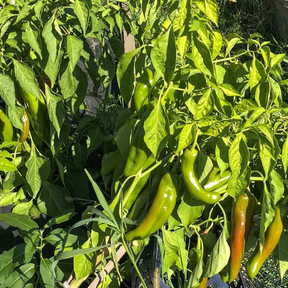 Anaheim Chili Pepper Seeds - Heirloom Mild Variety - Non-GMO - 30 Seeds for Roasting - Image 9