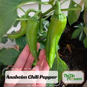 Anaheim Chili Pepper Seeds - Heirloom Mild Variety - Non-GMO - 30 Seeds for Roasting - Image 1
