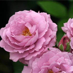 Angel Face Floribunda Rose Seeds - Perennial Flower Seeds - 30 Seeds - Image 10