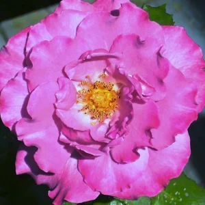 Angel Face Floribunda Rose Seeds - Perennial Flower Seeds - 30 Seeds - Image 11