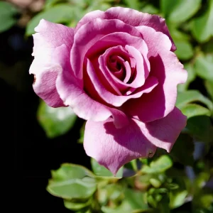 Angel Face Floribunda Rose Seeds - Perennial Flower Seeds - 30 Seeds - Image 12