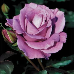 Angel Face Floribunda Rose Seeds - Perennial Flower Seeds - 30 Seeds - Image 13