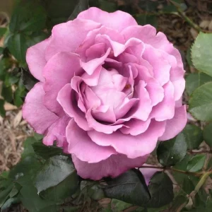 Angel Face Floribunda Rose Seeds - Perennial Flower Seeds - 30 Seeds - Image 15