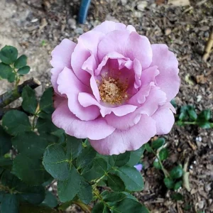 Angel Face Floribunda Rose Seeds - Perennial Flower Seeds - 30 Seeds - Image 16