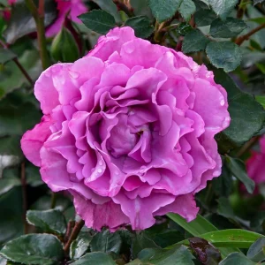 Angel Face Floribunda Rose Seeds - Perennial Flower Seeds - 30 Seeds - Image 17