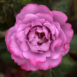 Angel Face Floribunda Rose Seeds - Perennial Flower Seeds - 30 Seeds - Image 18