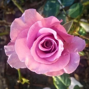 Angel Face Floribunda Rose Seeds - Perennial Flower Seeds - 30 Seeds - Image 19