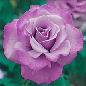 Angel Face Floribunda Rose Seeds - Perennial Flower Seeds - 30 Seeds - Image 2