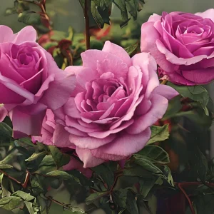 Angel Face Floribunda Rose Seeds - Perennial Flower Seeds - 30 Seeds - Image 20