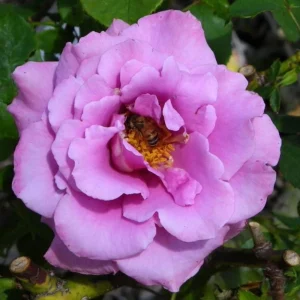 Angel Face Floribunda Rose Seeds - Perennial Flower Seeds - 30 Seeds - Image 3