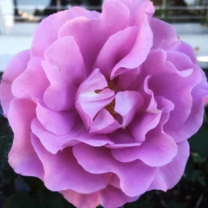 Angel Face Floribunda Rose Seeds - Perennial Flower Seeds - 30 Seeds - Image 4