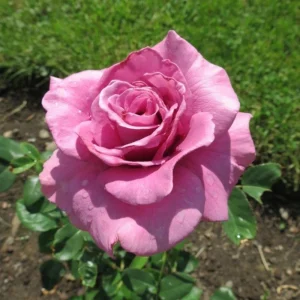 Angel Face Floribunda Rose Seeds - Perennial Flower Seeds - 30 Seeds - Image 5