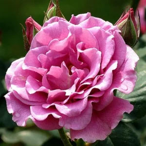 Angel Face Floribunda Rose Seeds - Perennial Flower Seeds - 30 Seeds - Image 6