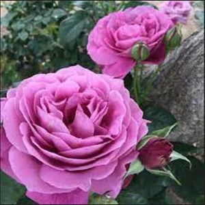 Angel Face Floribunda Rose Seeds - Perennial Flower Seeds - 30 Seeds - Image 7