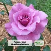 Angel Face Floribunda Rose Seeds - Perennial Flower Seeds - 30 Seeds - Image 1