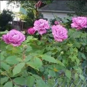 Angel Face Floribunda Rose Seeds - Perennial Flower Seeds - 30 Seeds - Image 8