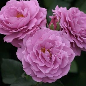 Angel Face Floribunda Rose Seeds - Perennial Flower Seeds - 30 Seeds - Image 9