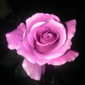Angel Face Rose Seeds - Perennial Flower Seeds, Fragrant, Cold Resistant, 30 Seeds - Image 10