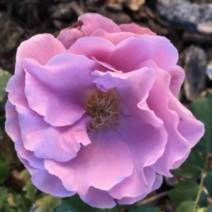 Angel Face Rose Seeds - Perennial Flower Seeds, Fragrant, Cold Resistant, 30 Seeds - Image 11