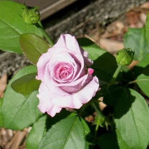 Angel Face Rose Seeds - Perennial Flower Seeds, Fragrant, Cold Resistant, 30 Seeds - Image 12