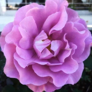 Angel Face Rose Seeds - Perennial Flower Seeds, Fragrant, Cold Resistant, 30 Seeds - Image 13