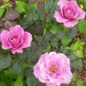 Angel Face Rose Seeds - Perennial Flower Seeds, Fragrant, Cold Resistant, 30 Seeds - Image 14