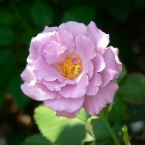 Angel Face Rose Seeds - Perennial Flower Seeds, Fragrant, Cold Resistant, 30 Seeds - Image 15