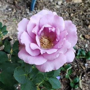Angel Face Rose Seeds - Perennial Flower Seeds, Fragrant, Cold Resistant, 30 Seeds - Image 16