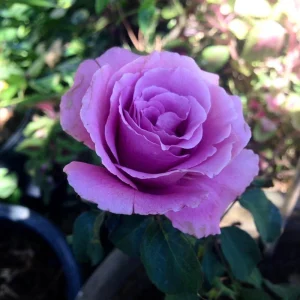Angel Face Rose Seeds - Perennial Flower Seeds, Fragrant, Cold Resistant, 30 Seeds - Image 18