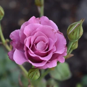Angel Face Rose Seeds - Perennial Flower Seeds, Fragrant, Cold Resistant, 30 Seeds - Image 2