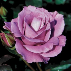 Angel Face Rose Seeds - Perennial Flower Seeds, Fragrant, Cold Resistant, 30 Seeds - Image 3