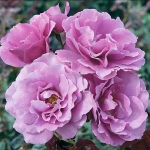 Angel Face Rose Seeds - Perennial Flower Seeds, Fragrant, Cold Resistant, 30 Seeds - Image 4