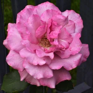 Angel Face Rose Seeds - Perennial Flower Seeds, Fragrant, Cold Resistant, 30 Seeds - Image 5