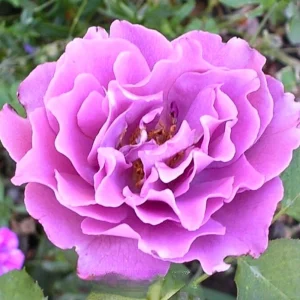 Angel Face Rose Seeds - Perennial Flower Seeds, Fragrant, Cold Resistant, 30 Seeds - Image 7