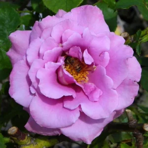 Angel Face Rose Seeds - Perennial Flower Seeds, Fragrant, Cold Resistant, 30 Seeds - Image 8