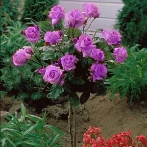 Angel Face Rose Seeds - Perennial Flower Seeds, Fragrant, Cold Resistant, 30 Seeds - Image 9