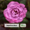 Angel Face Rose Seeds - Perennial Flower Seeds, Fragrant, Cold Resistant, 30 Seeds - Image 1