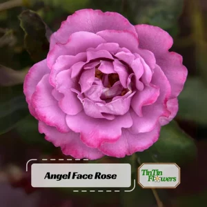 Angel Face Rose Seeds - Perennial Flower Seeds, Fragrant, Cold Resistant, 30 Seeds - Image 1