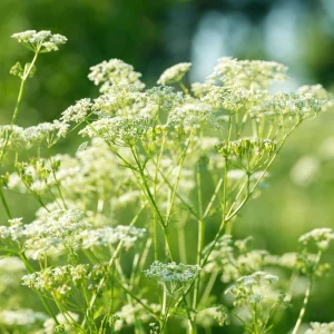 Anise Seeds - Pimpinella anisum - Sweet Aromatic Herb - 50 Seeds - Image 10