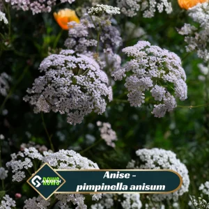 Anise Seeds - Pimpinella anisum - Sweet Aromatic Herb - 50 Seeds - Image 2