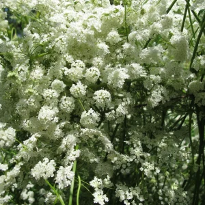Anise Seeds - Pimpinella anisum - Sweet Aromatic Herb - 50 Seeds - Image 4