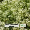Anise Seeds - Pimpinella anisum - Sweet Aromatic Herb - 50 Seeds - Image 1