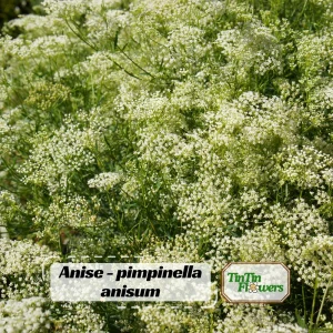 Anise Seeds - Pimpinella anisum - Sweet Aromatic Herb - 50 Seeds - Image 1