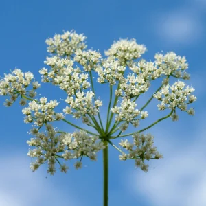Anise Seeds - Pimpinella anisum - Sweet Aromatic Herb - 50 Seeds - Image 5