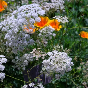 Anise Seeds - Pimpinella anisum - Sweet Aromatic Herb - 50 Seeds - Image 8