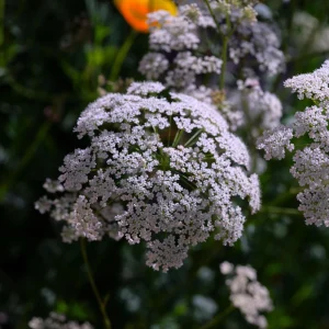 Anise Seeds - Pimpinella anisum - Sweet Aromatic Herb - 50 Seeds - Image 9