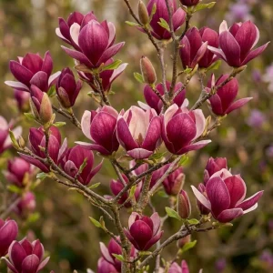 Ann Magnolia Shrub Live Plant 12-18" Tall – Fragrant Purple Blooms – Outdoor Gallon Pot - Image 3