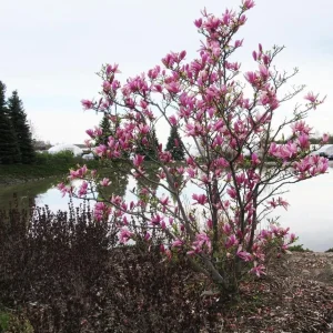 Ann Magnolia Shrub Live Plant 12-18" Tall – Fragrant Purple Blooms – Outdoor Gallon Pot - Image 5